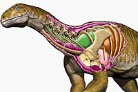 perepisana_istoriya_poyavleniya_qiqantskix_dinozavrov