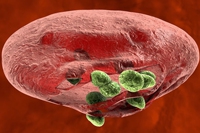 malaria_may_weaken_the_skeleton