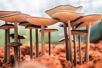 these_scientists_think_we_could_all_live_in_gigantic_mushroom_buildings